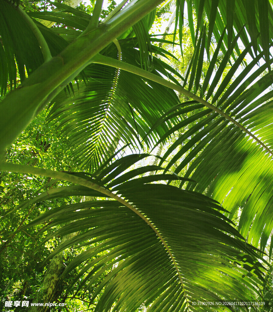 茂密葱郁的热带棕榈植物