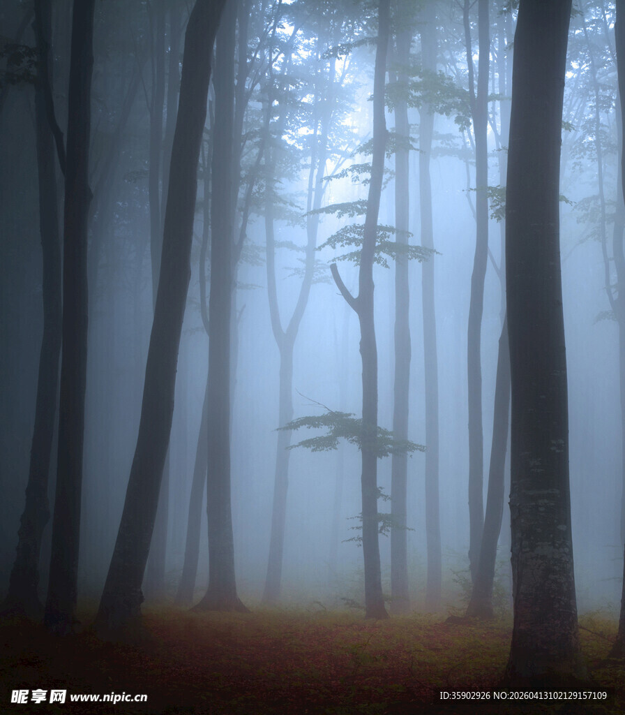 迷雾森林中的静谧景象