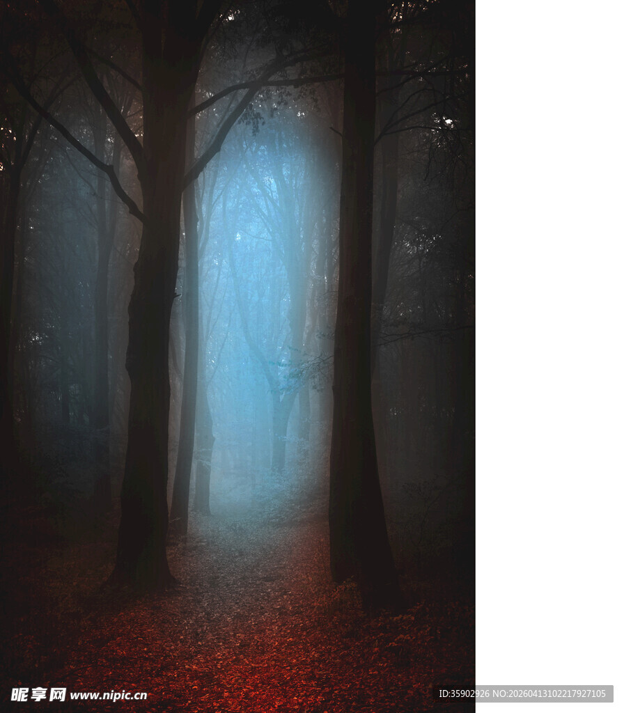 神秘幽森的迷雾森林小径