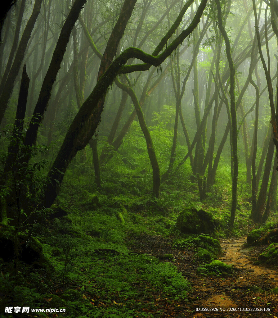 迷雾笼罩的神秘森林小径