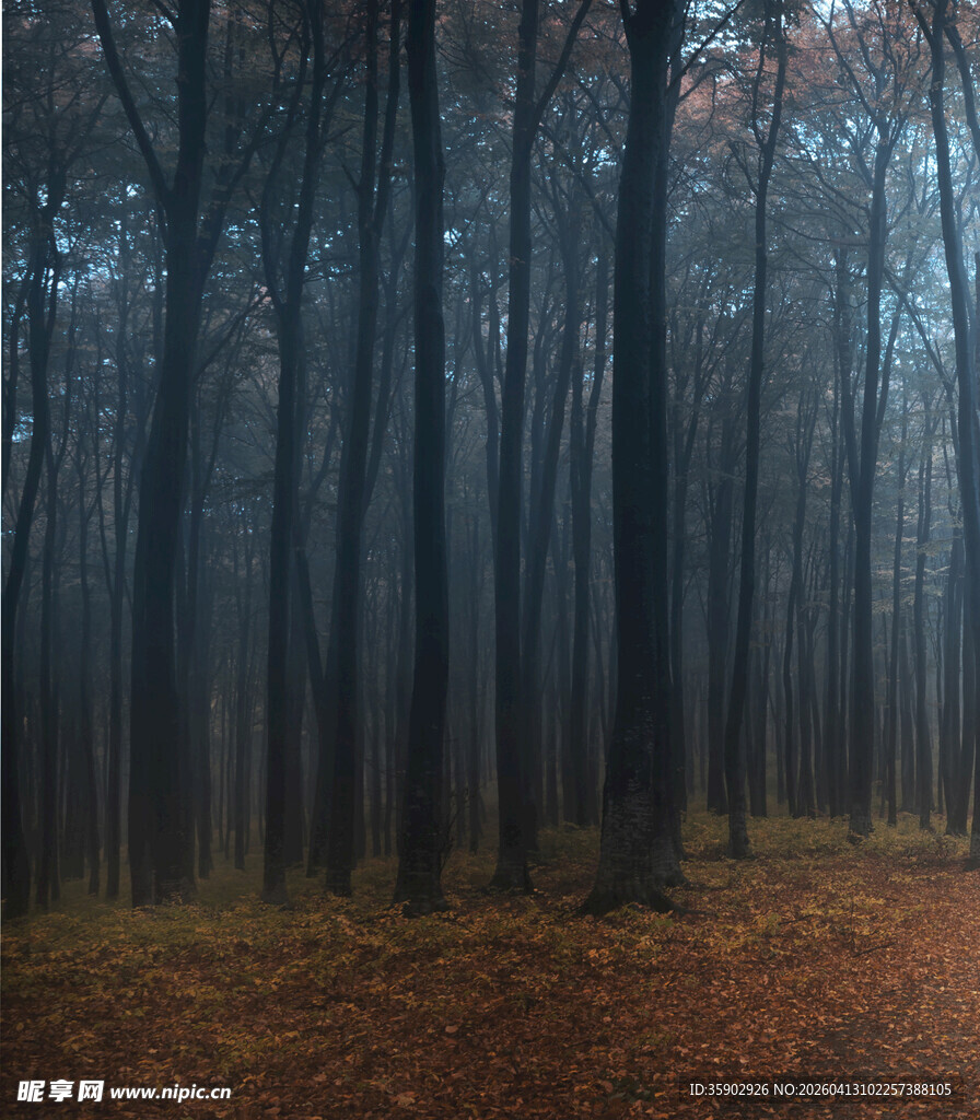 迷雾笼罩的静谧森林