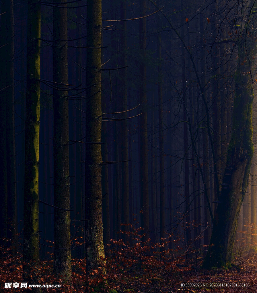 神秘幽暗的森林夜景