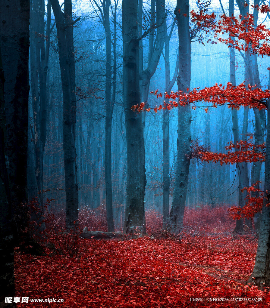 雾中红叶林的梦幻景致