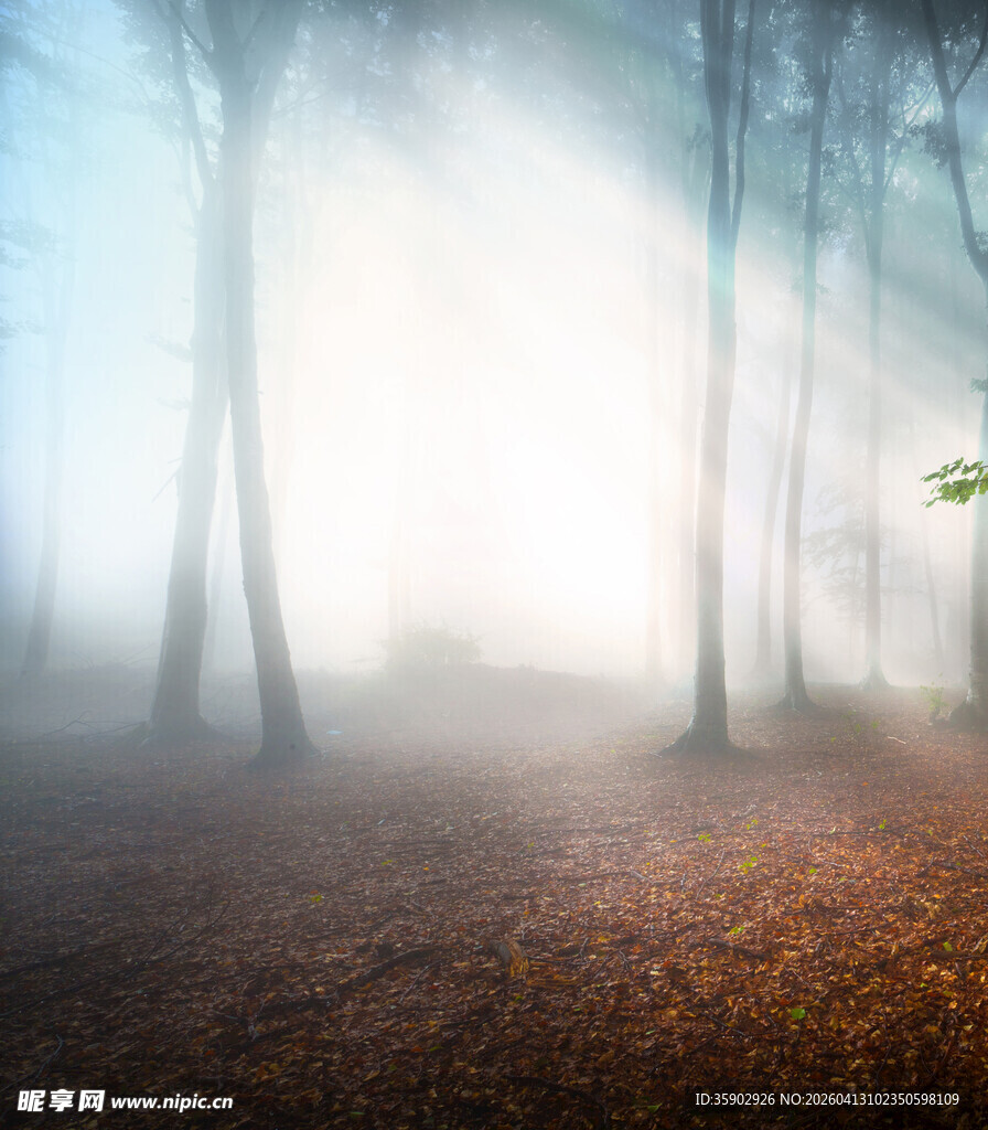 迷雾森林中的静谧景象