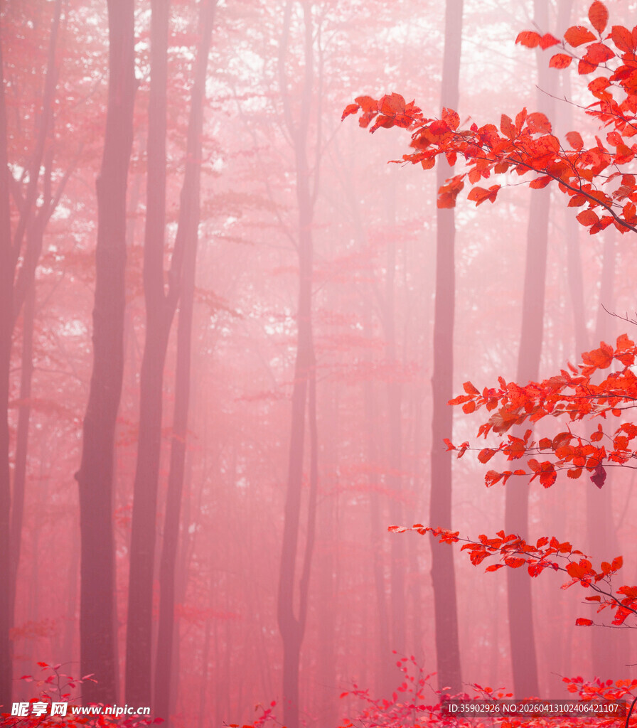 雾中红枫林的梦幻景致