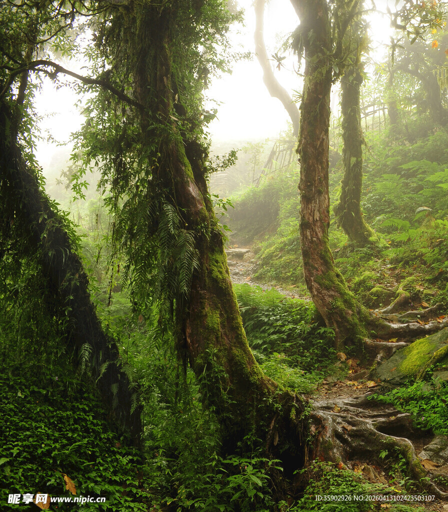 神秘梦幻的森林迷雾景象