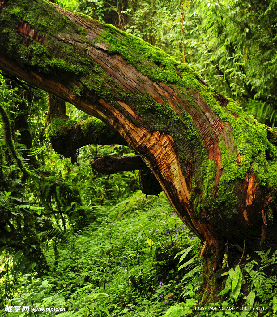 森林中弯曲长满青苔的巨树