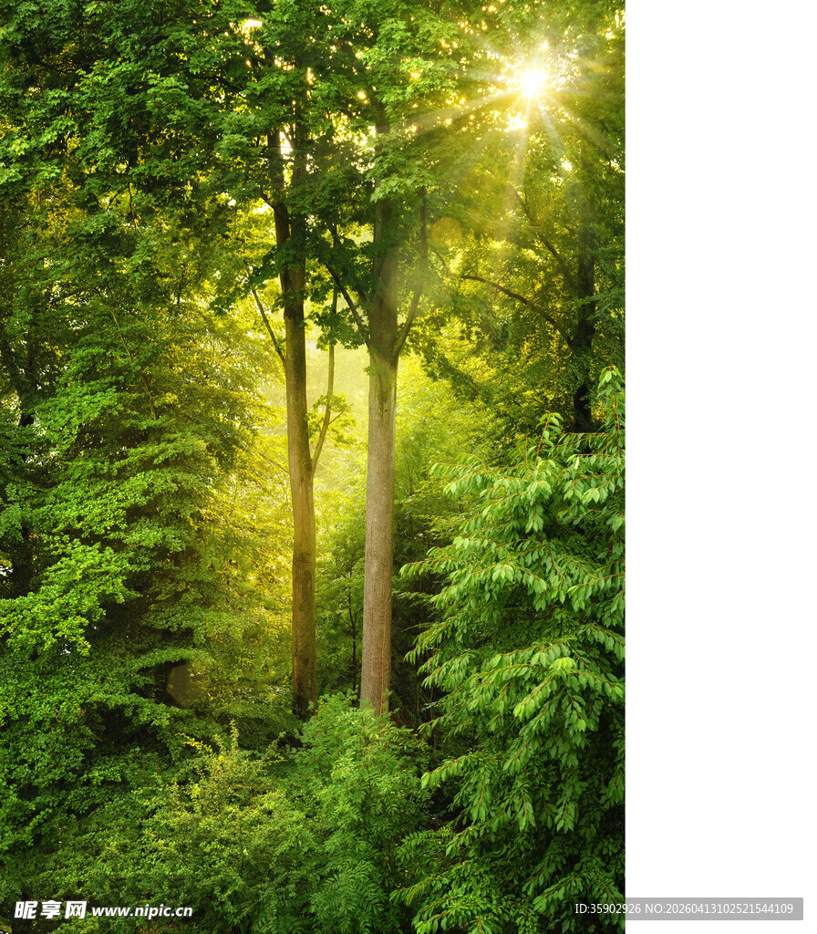 阳光洒落的茂密森林