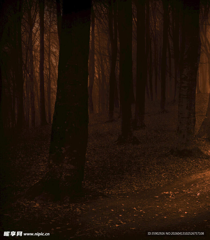 神秘幽暗的森林景象