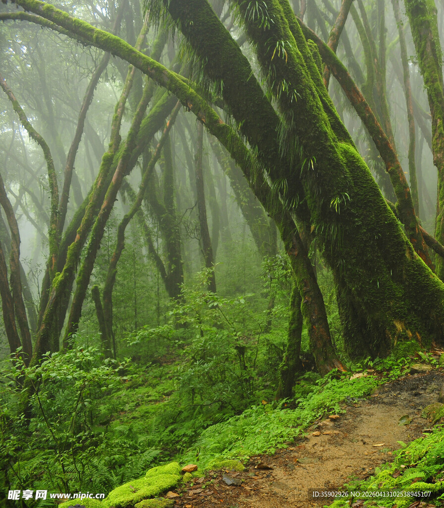 迷雾中的幽森苔藓树林小径