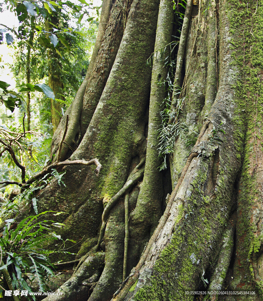 盘根错节的古老大树根系