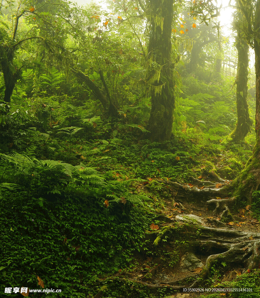 迷雾森林中的幽静小径