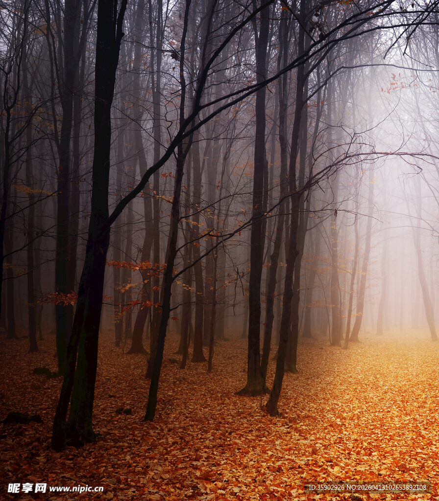 雾中秋日森林美景