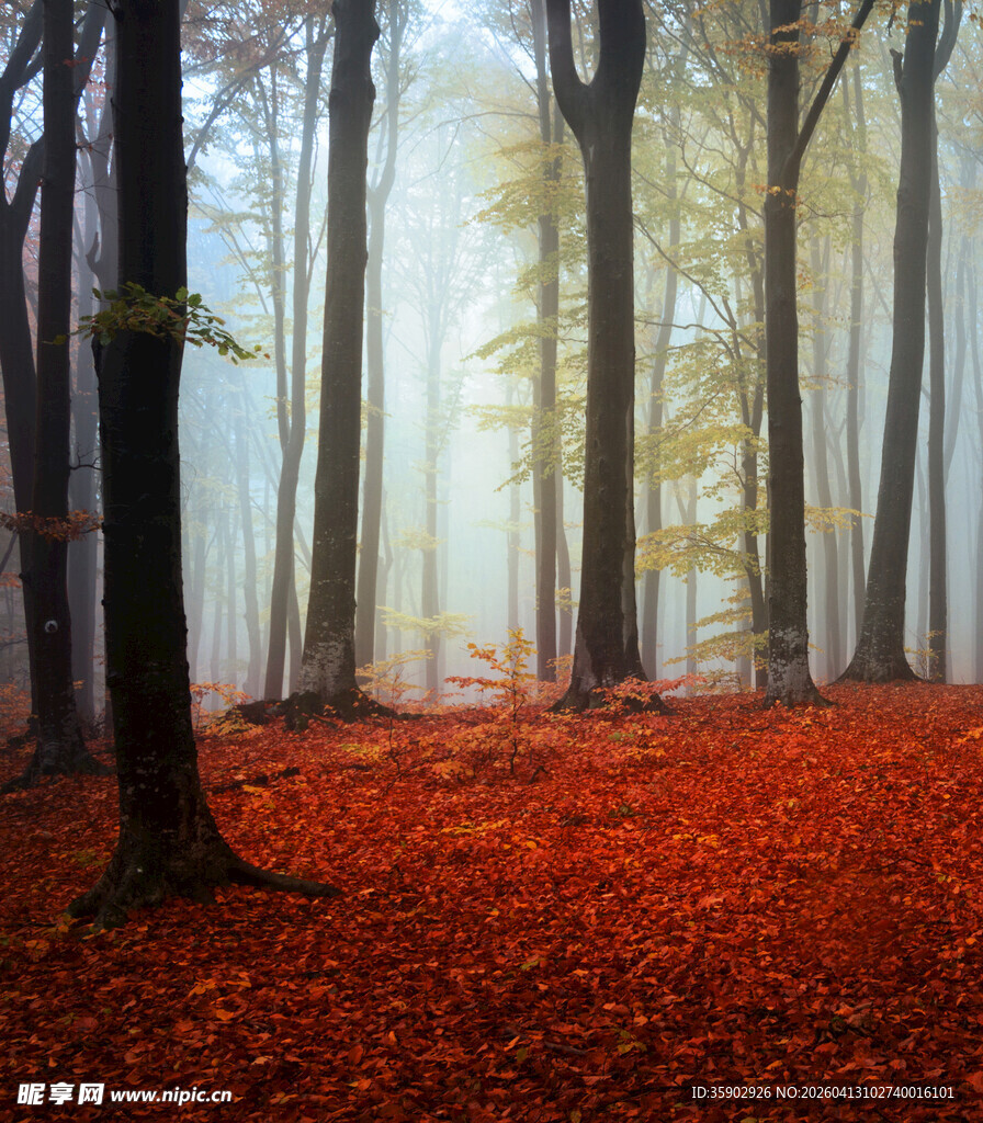 秋日迷雾森林红叶铺地