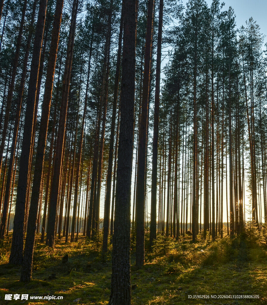 黄昏下的静谧松树林