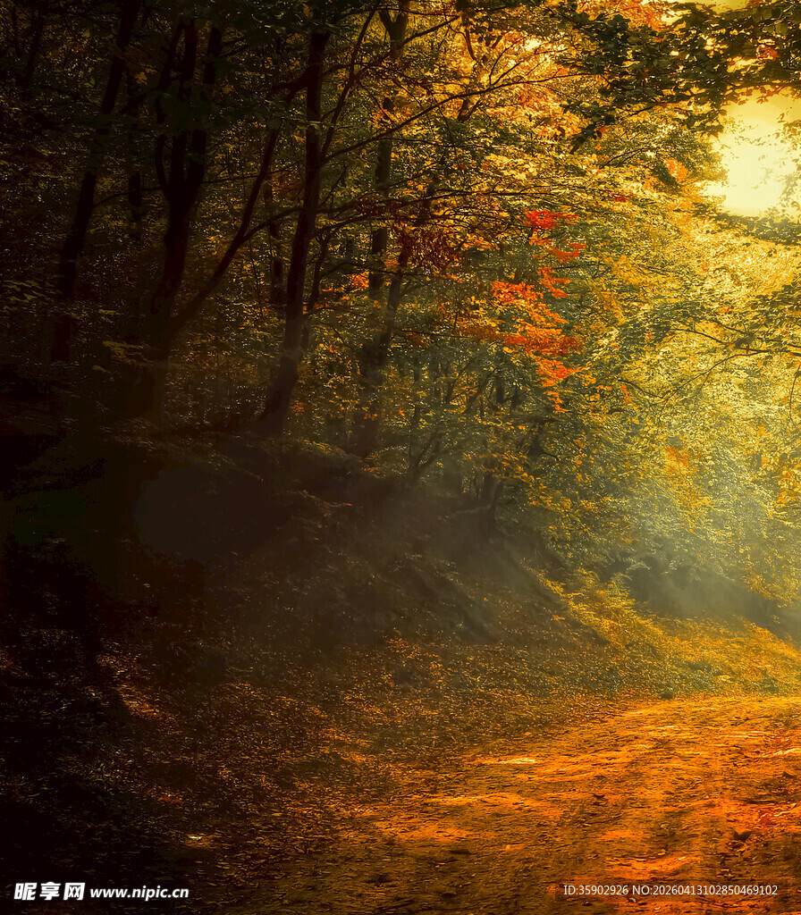 秋日森林阳光洒下美景