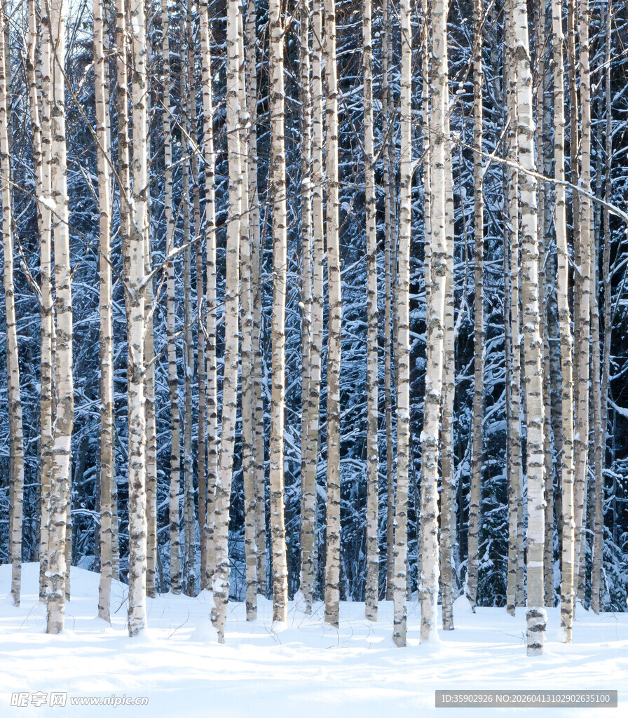 冬日白桦林雪景