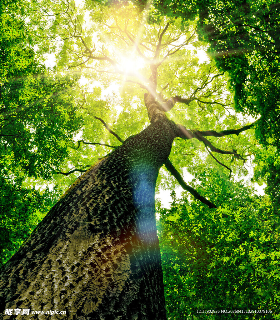 阳光穿透林间大树