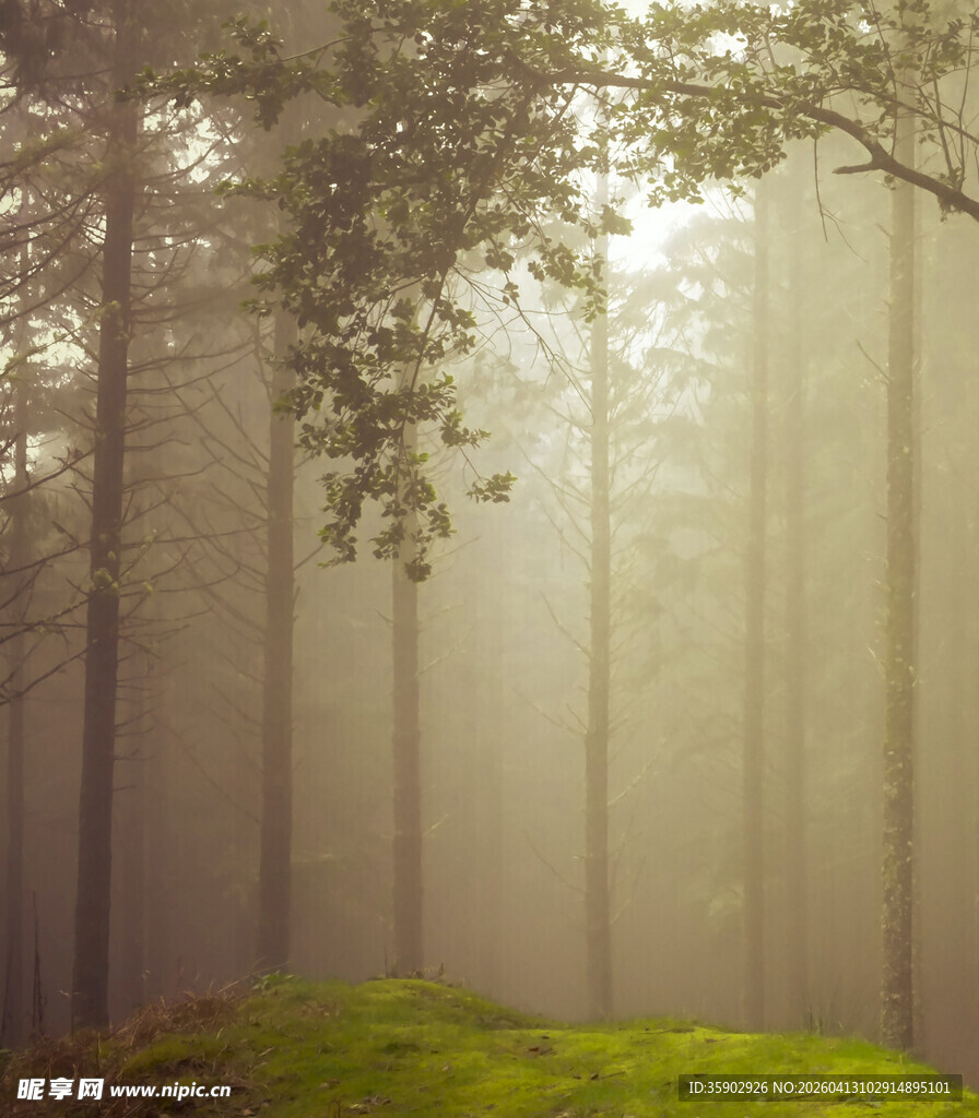迷雾森林中的阳光洒落