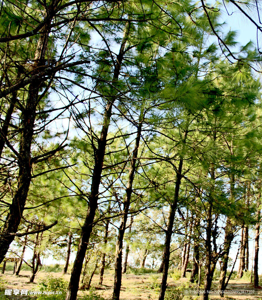 茂密松树林景观