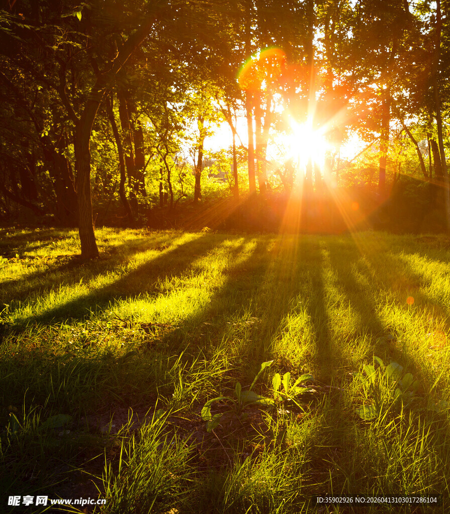 林间阳光洒落的静谧美景