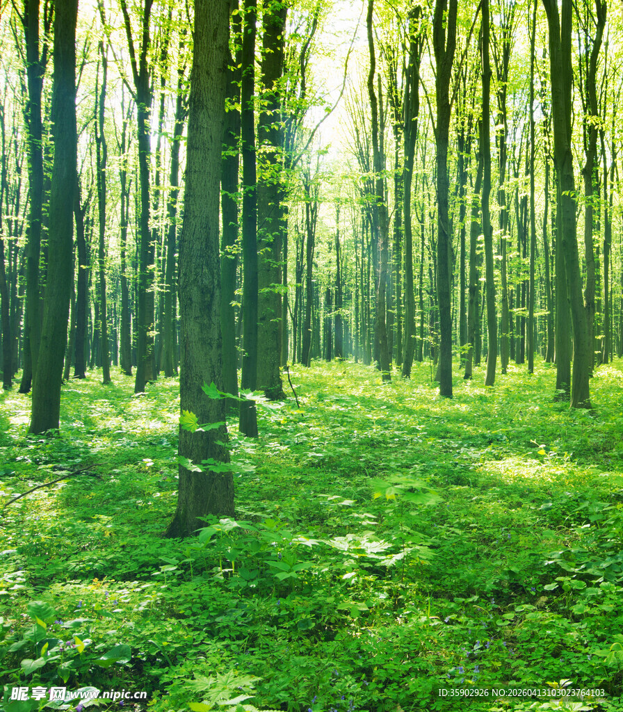 阳光照耀下的翠绿森林