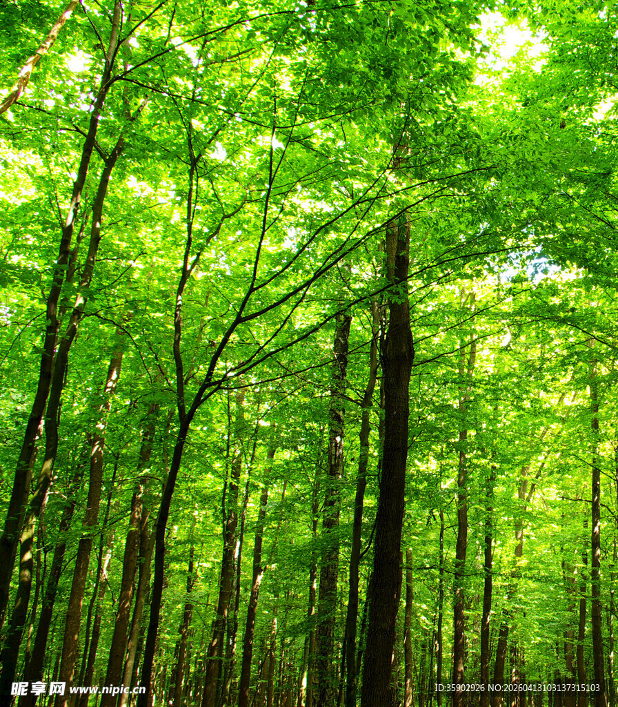 阳光洒落的翠绿森林