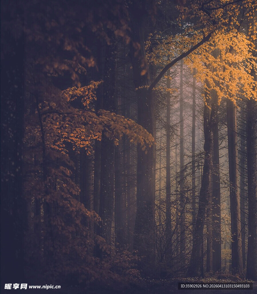 秋日迷雾森林美景