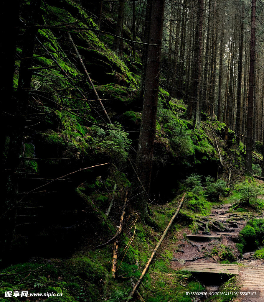 森林中的隐秘小径