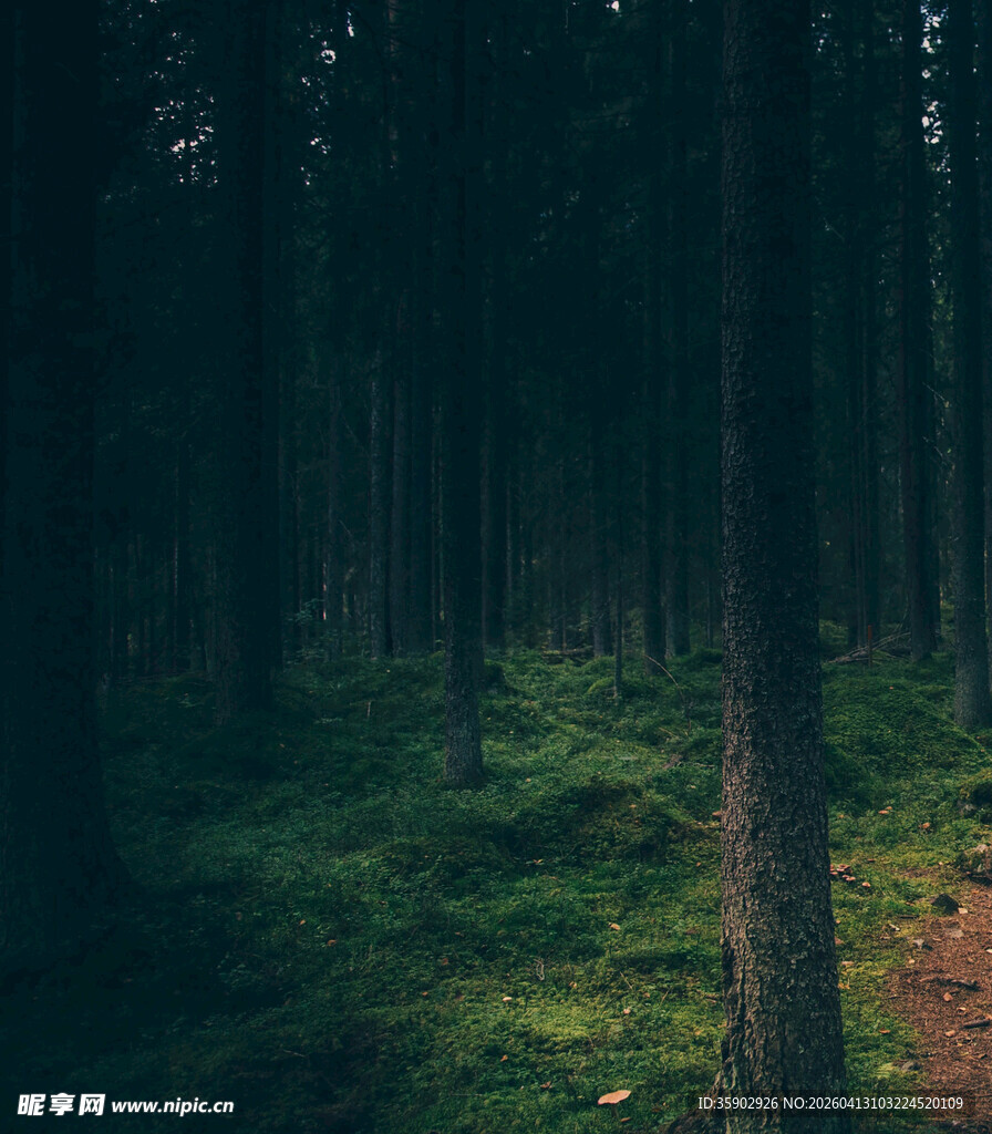 神秘幽深的森林景象