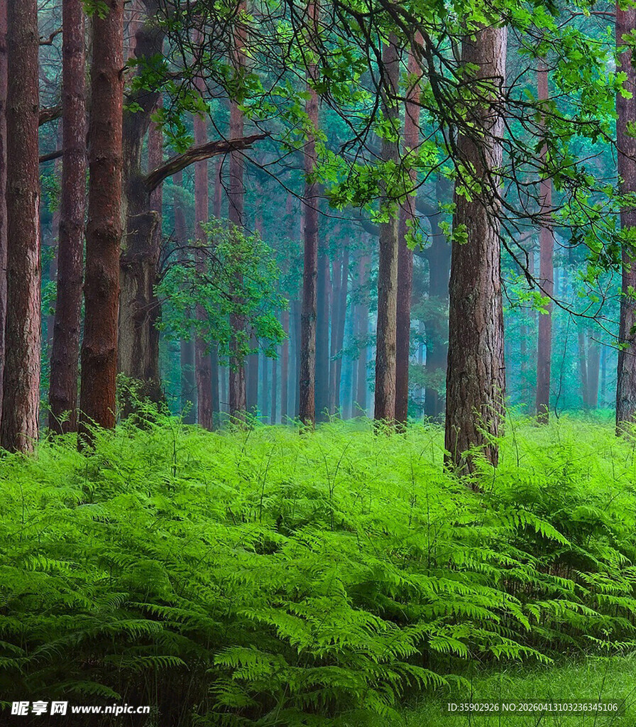 森林中的翠绿景致