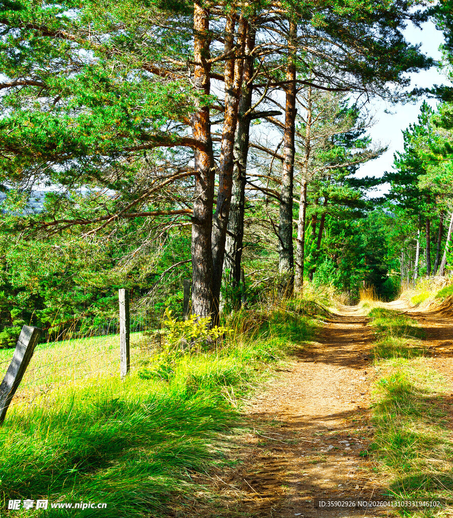 林间小径邂逅自然之美