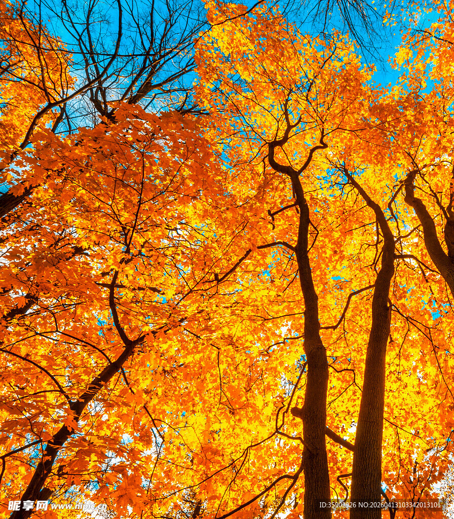 秋日绚烂枫林美景