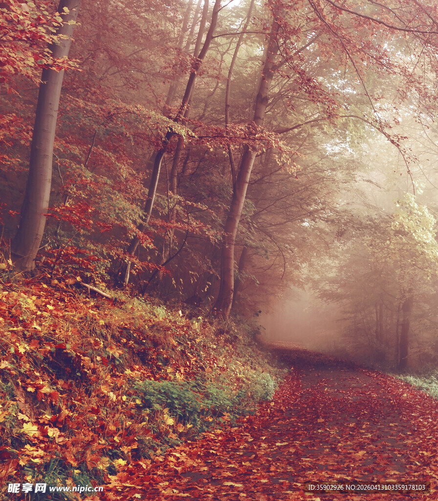 秋日迷雾森林落叶美景