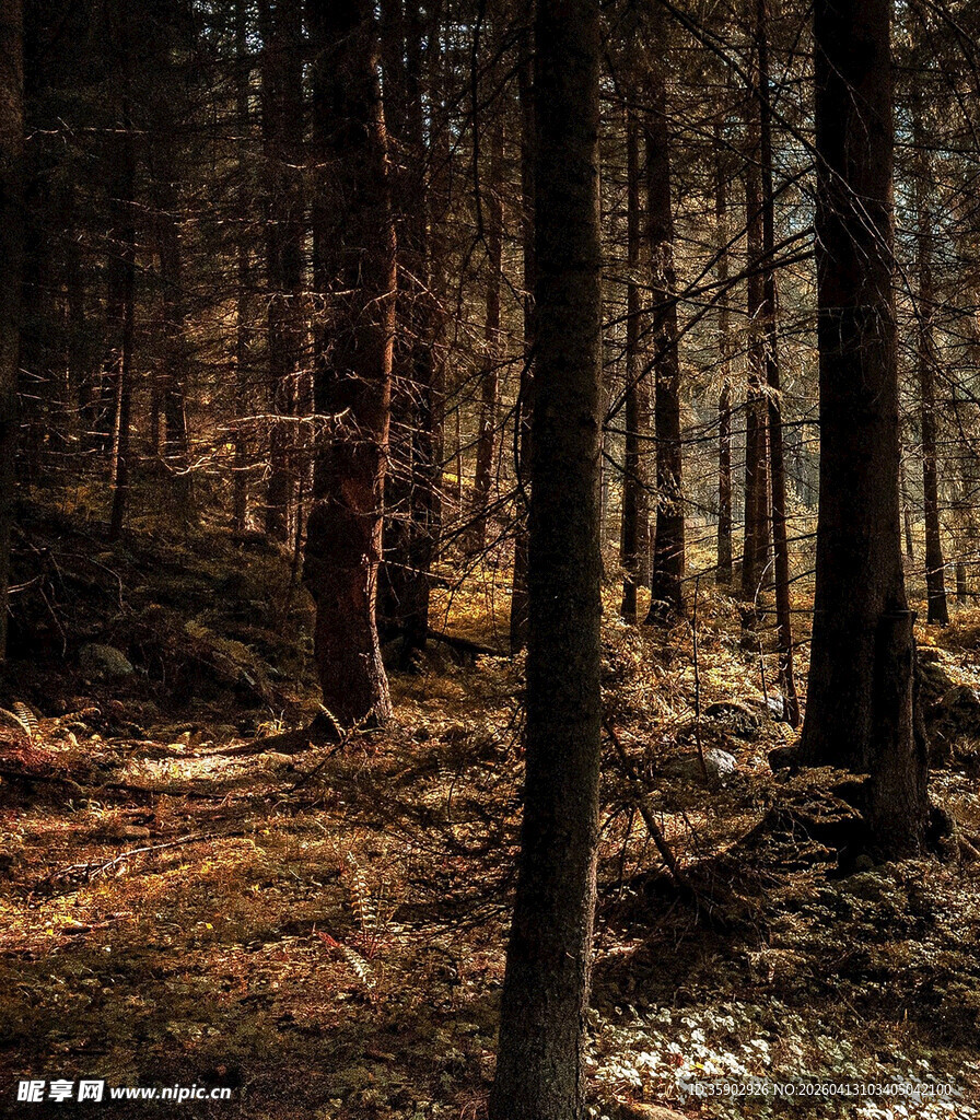 秋日静谧森林景象