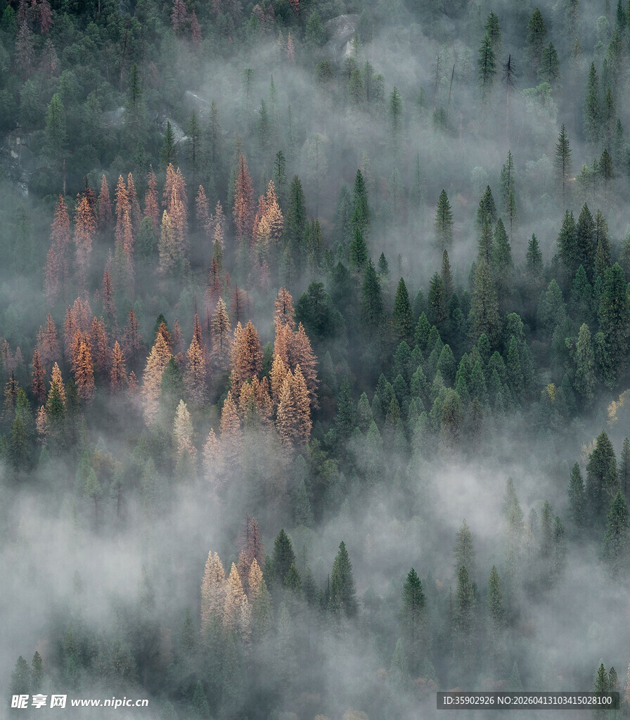 云雾缭绕的山林奇景