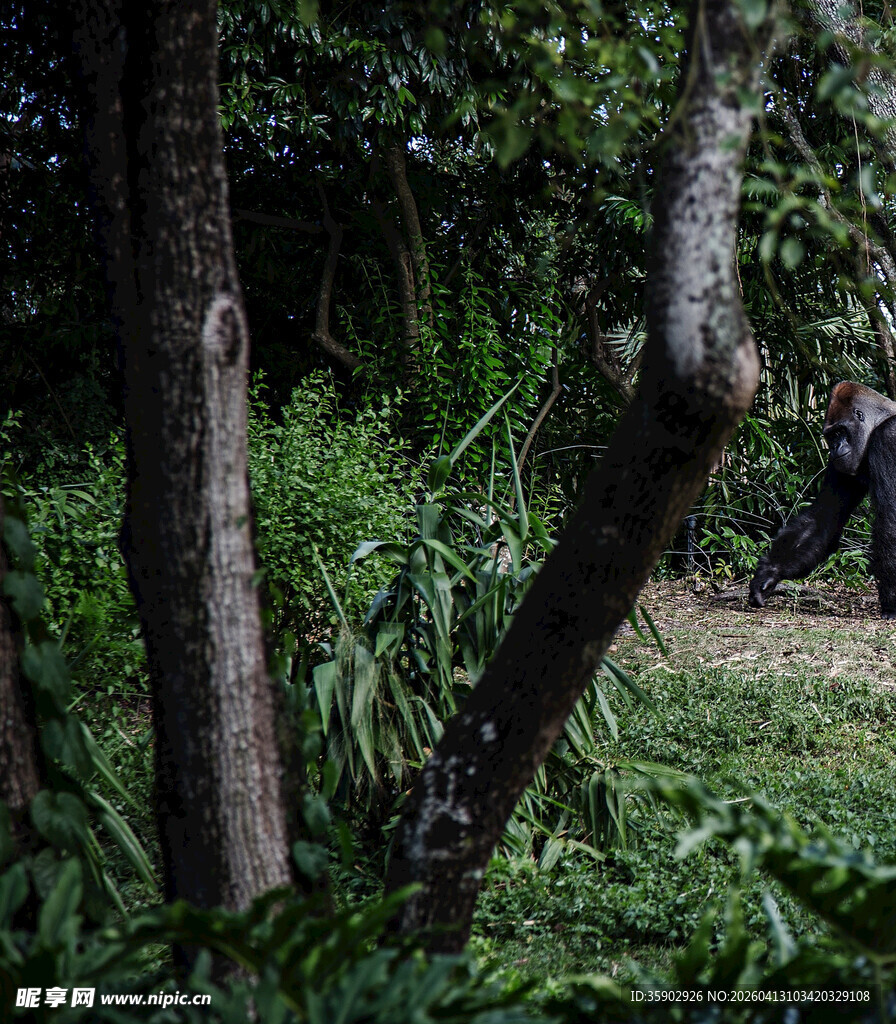 林间繁茂草木与树干