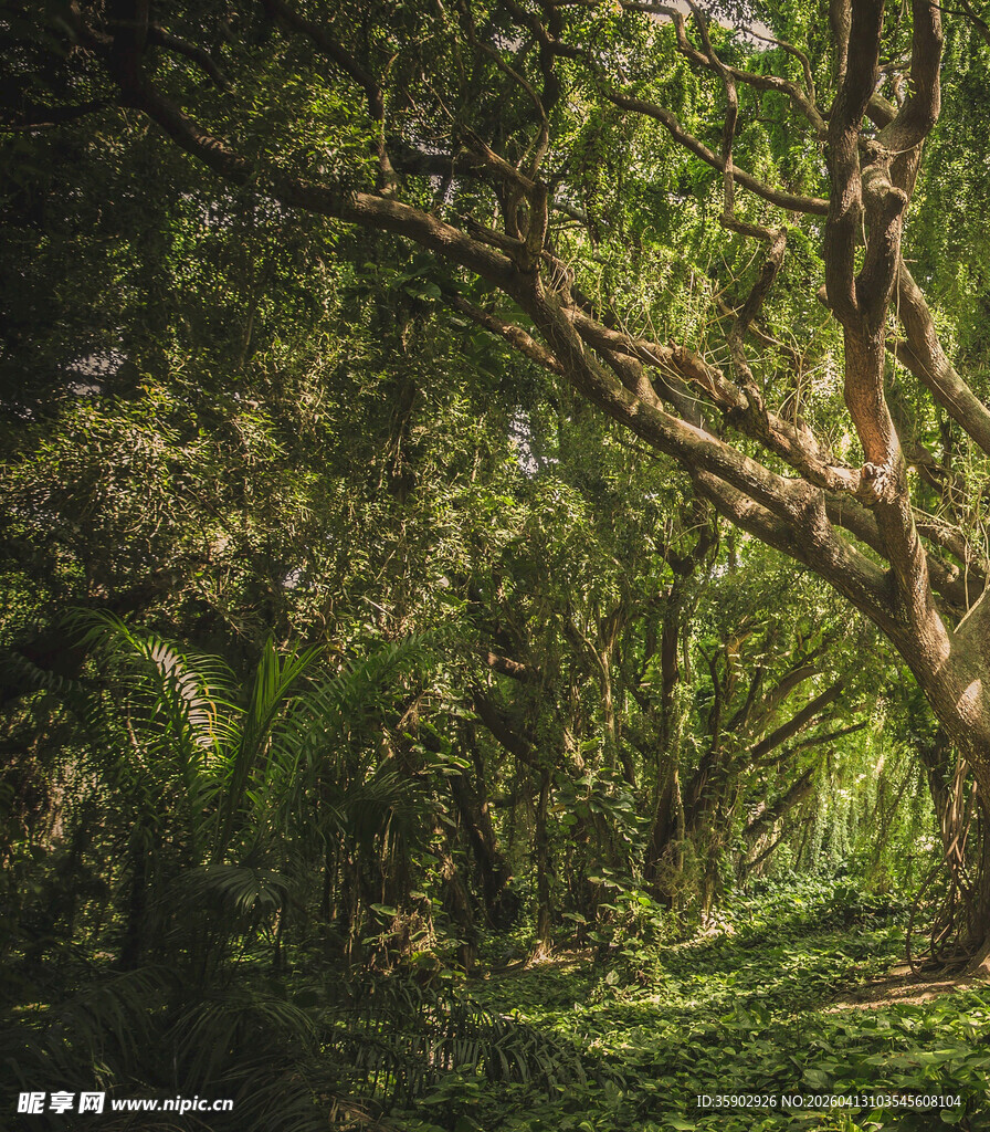 茂密丛林中的弯曲大树