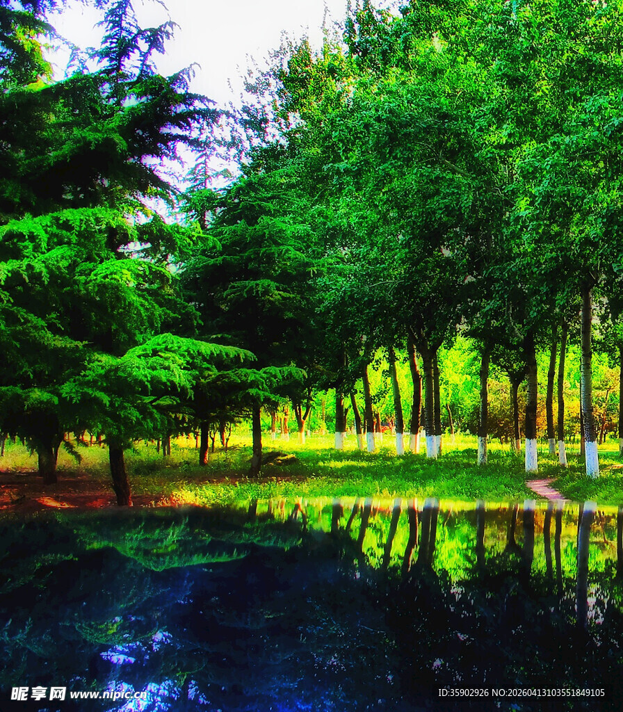 静谧森林中的清幽湖泊