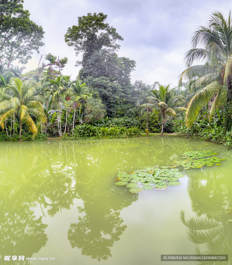 热带池塘边的繁茂绿植