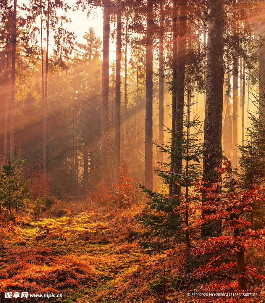 秋日晨雾中的森林美景