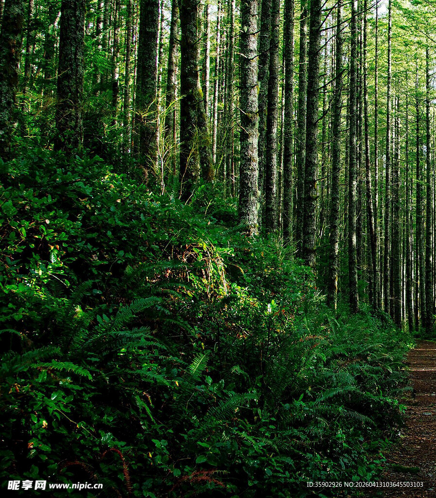 林间小径绿意盎然的森林