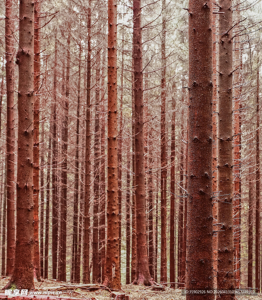 红棕色树林景观