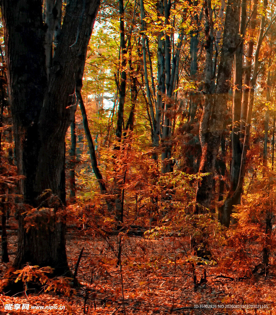 秋日森林斑斓落叶之景