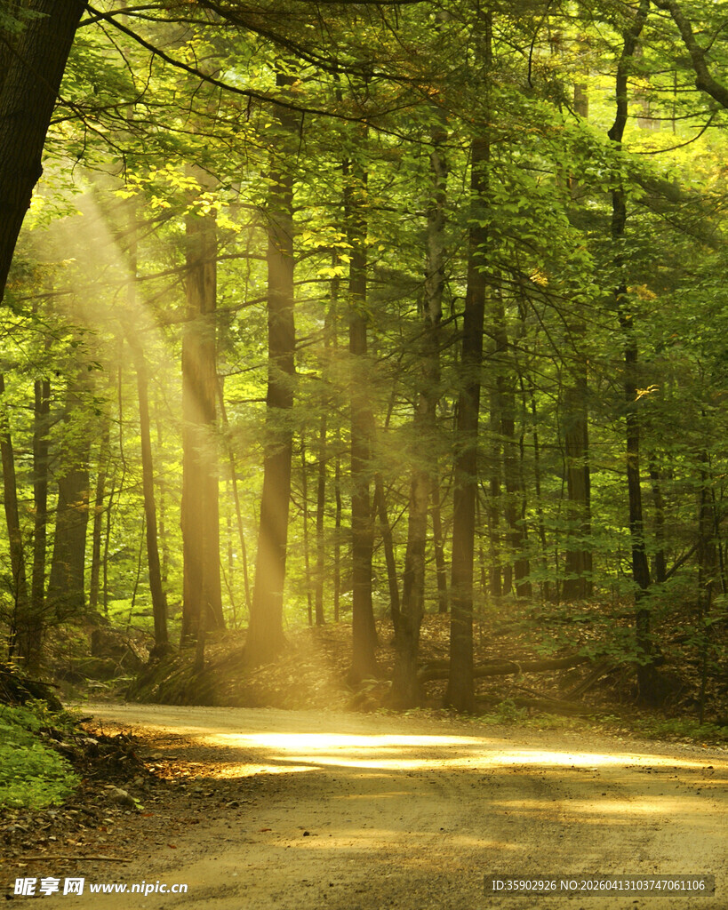 阳光洒落林间的静谧小道