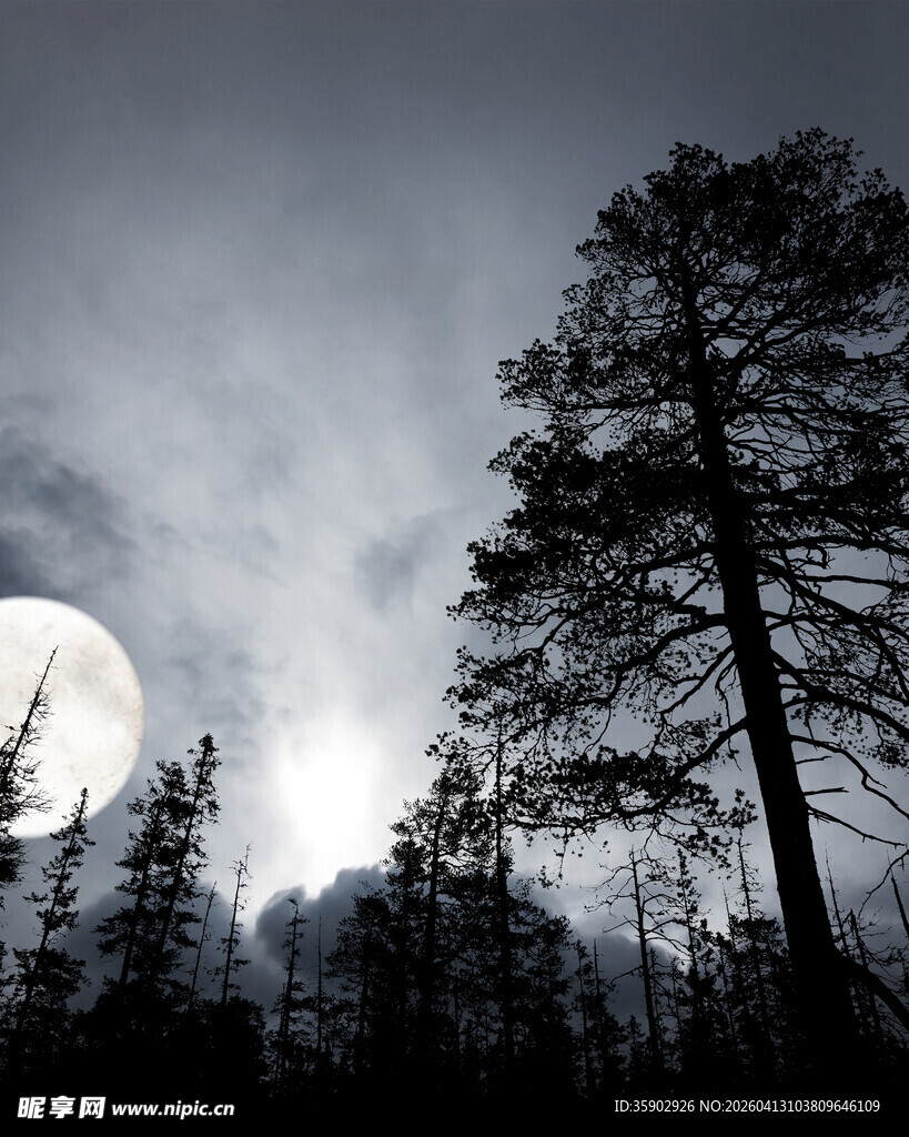 月夜下的挺拔松树