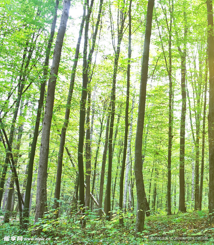 阳光洒落的翠绿森林