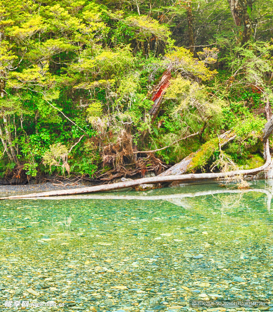 清澈溪边的繁茂绿植