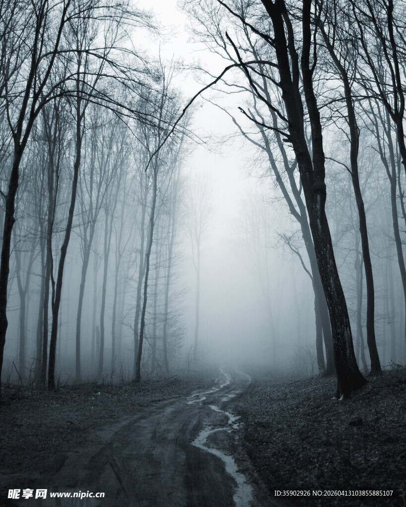 迷雾中的寂静林间小道