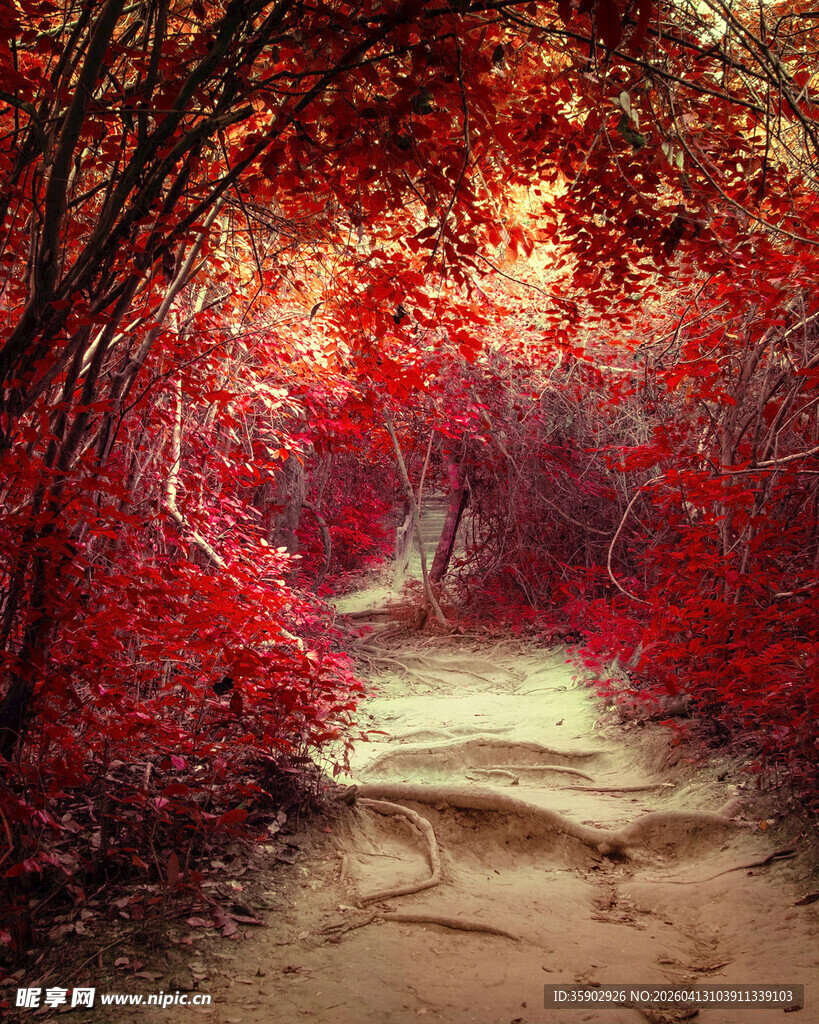 梦幻红叶小径